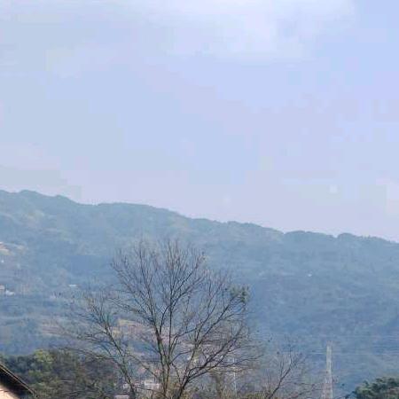 不吃李子的老李