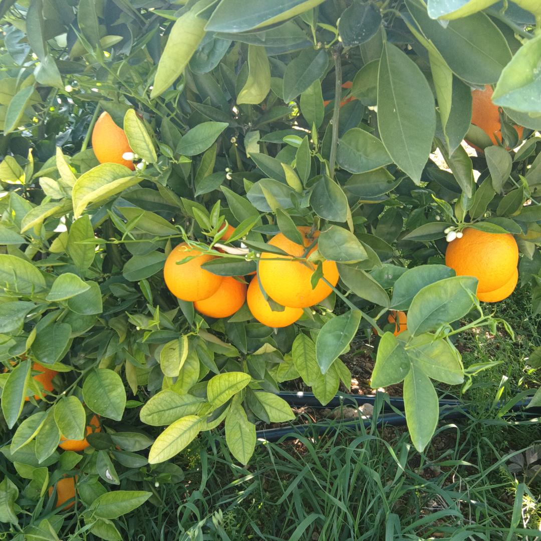 雨花