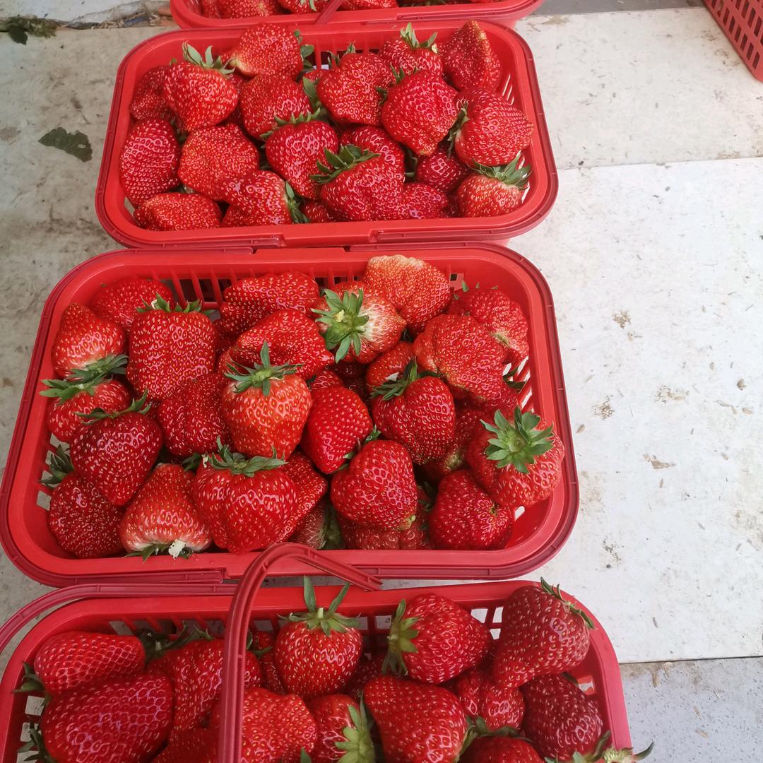 二明香梅采摘园