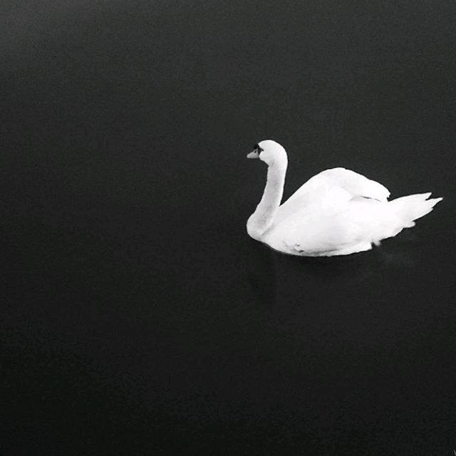 深情七八