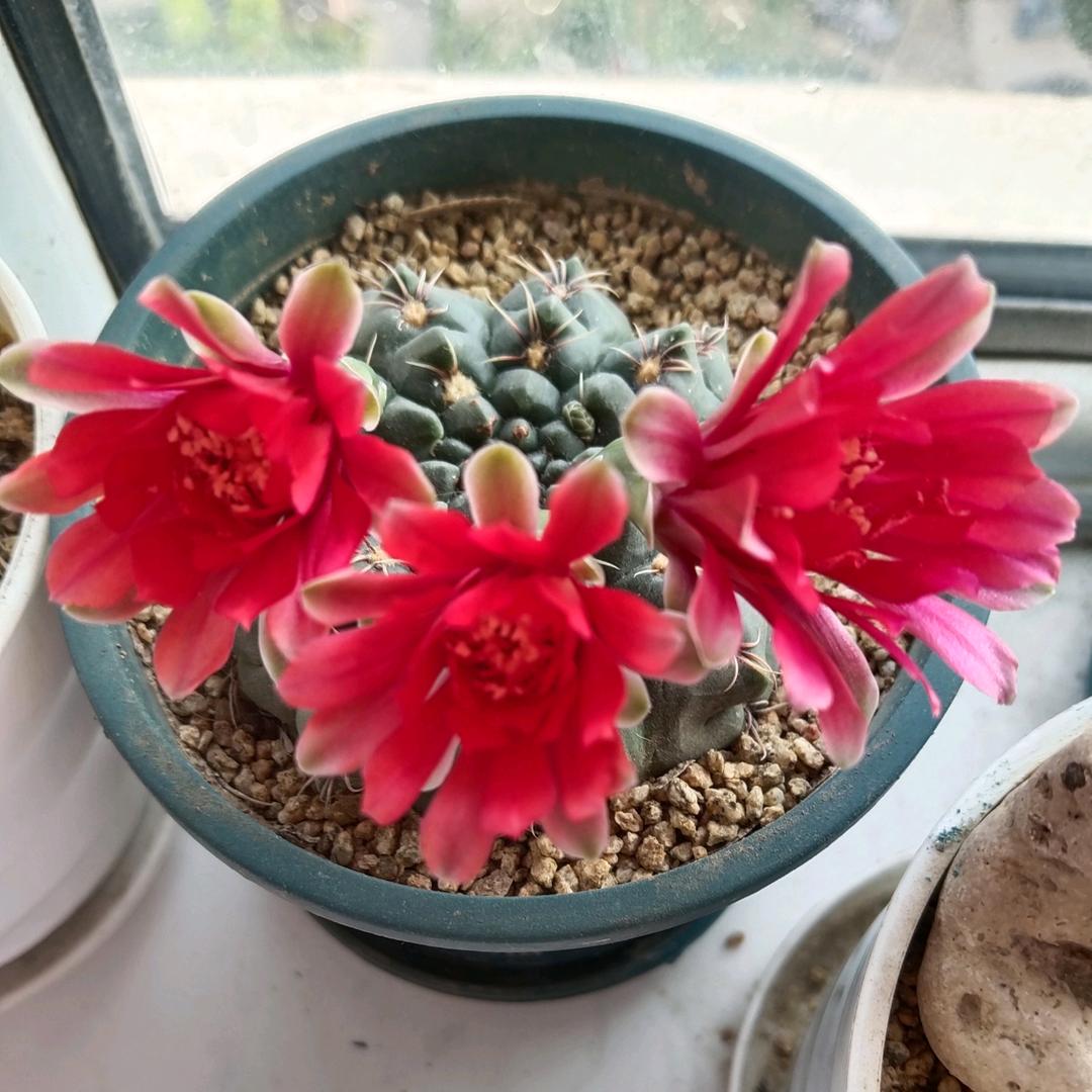 準備退網，做一個清淨居士