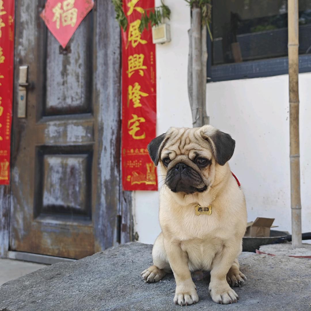 寿司的巴哥日记