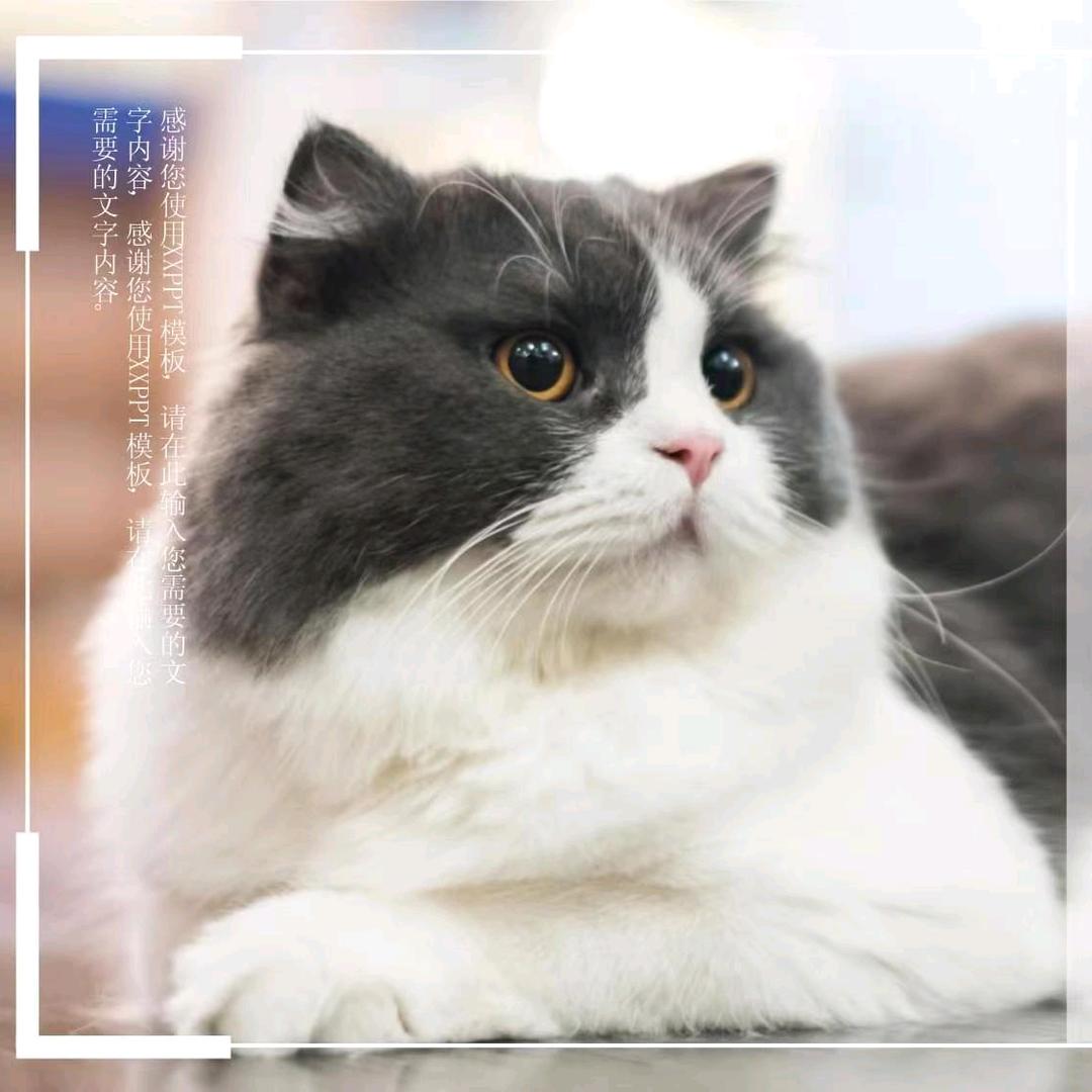 🌳点点宠粮🍉