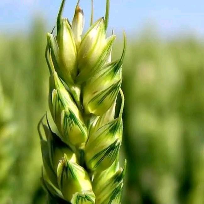 刘老师谈天津落户转学