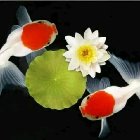 胡城，梅搏