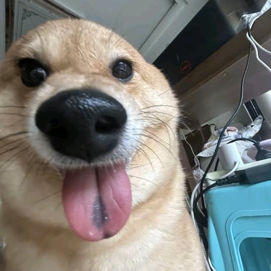 白日做梦