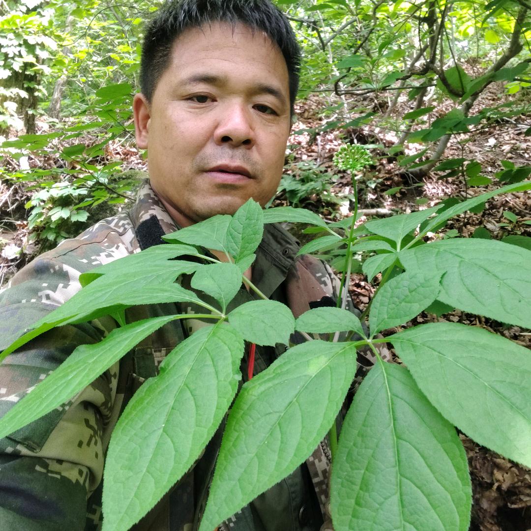 东北山溜子大龙（中蜂百花蜜）