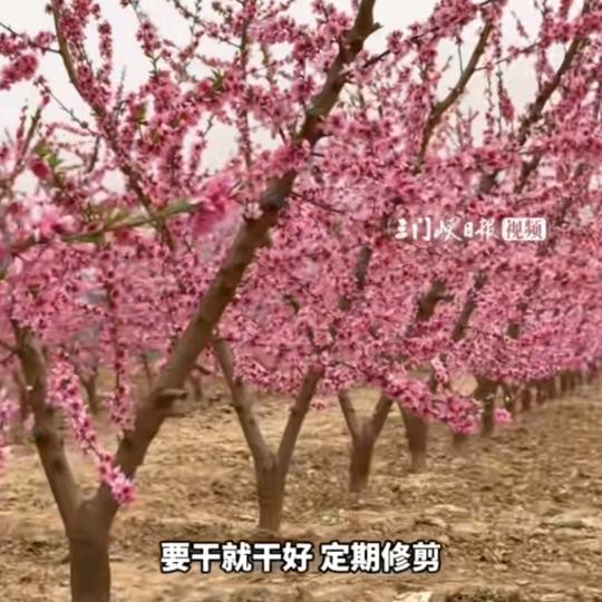 张文明（兵阵桃园）