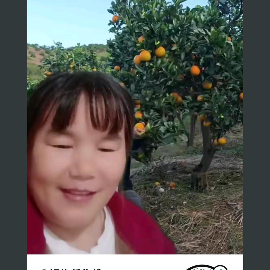自家麻阳冰糖橙甜如蜜开园首播