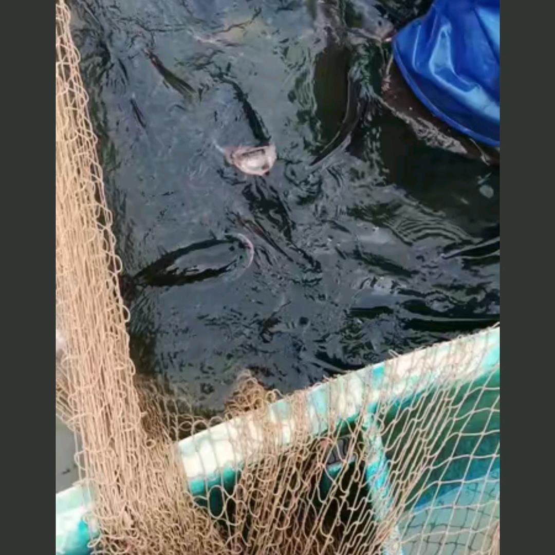 万福专业捕鱼队