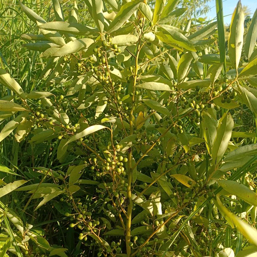 爱情是个傀儡。