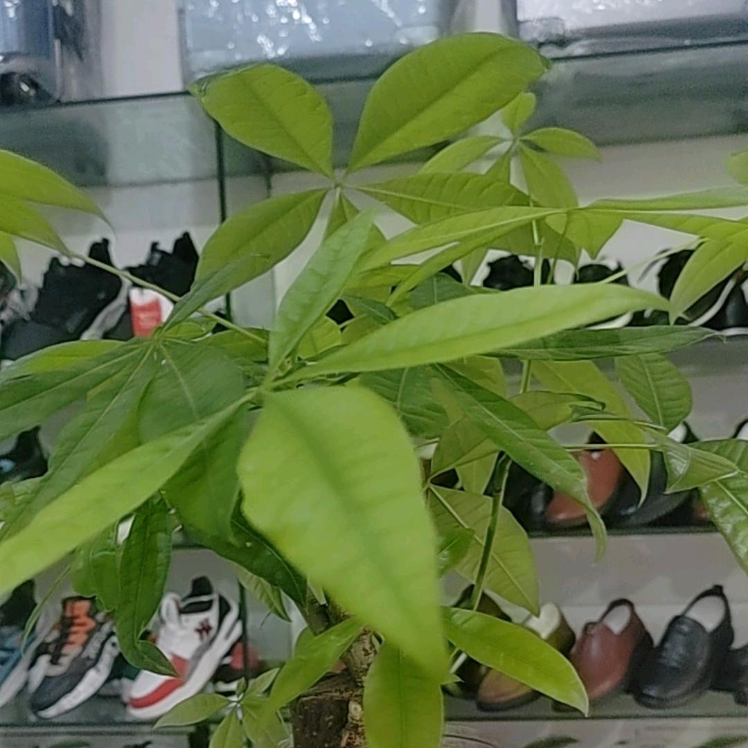彭塬橼