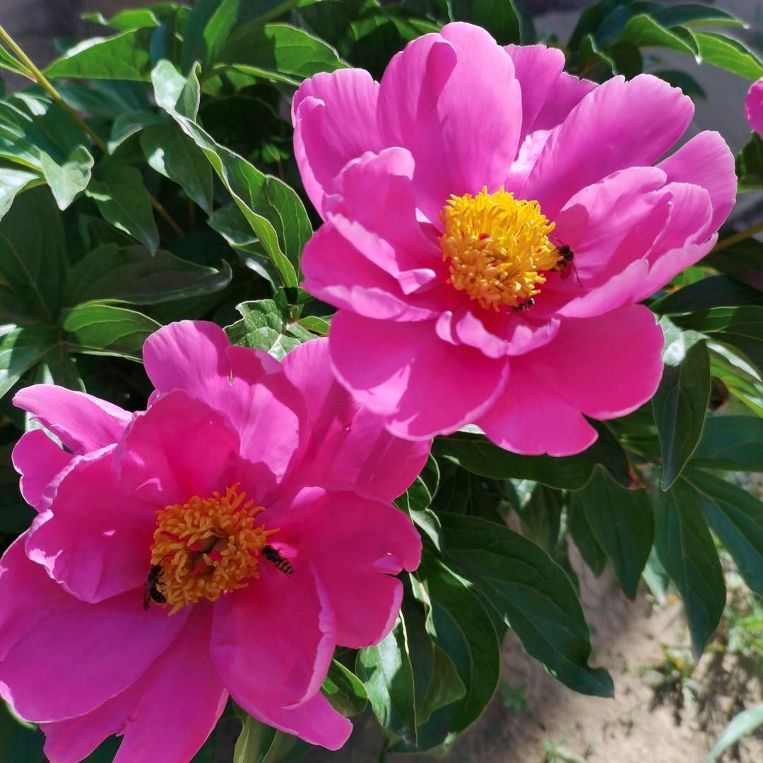 花好月圆666