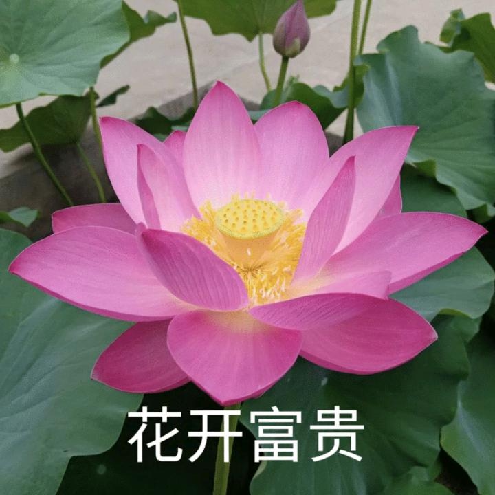 勇梅商贸kljashdkuh直播号