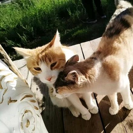 花猫-k