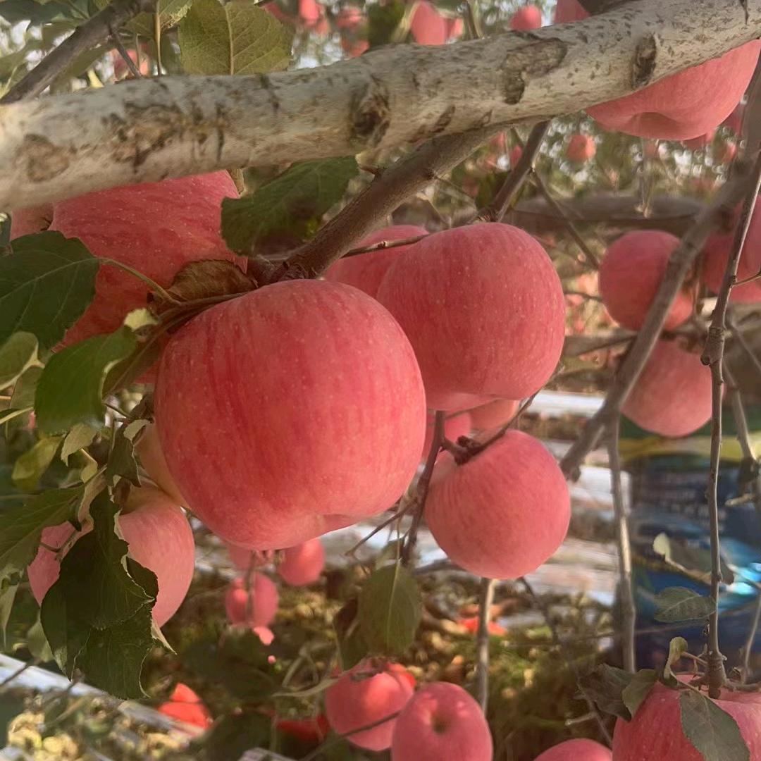 乡里乡亲优选联盟