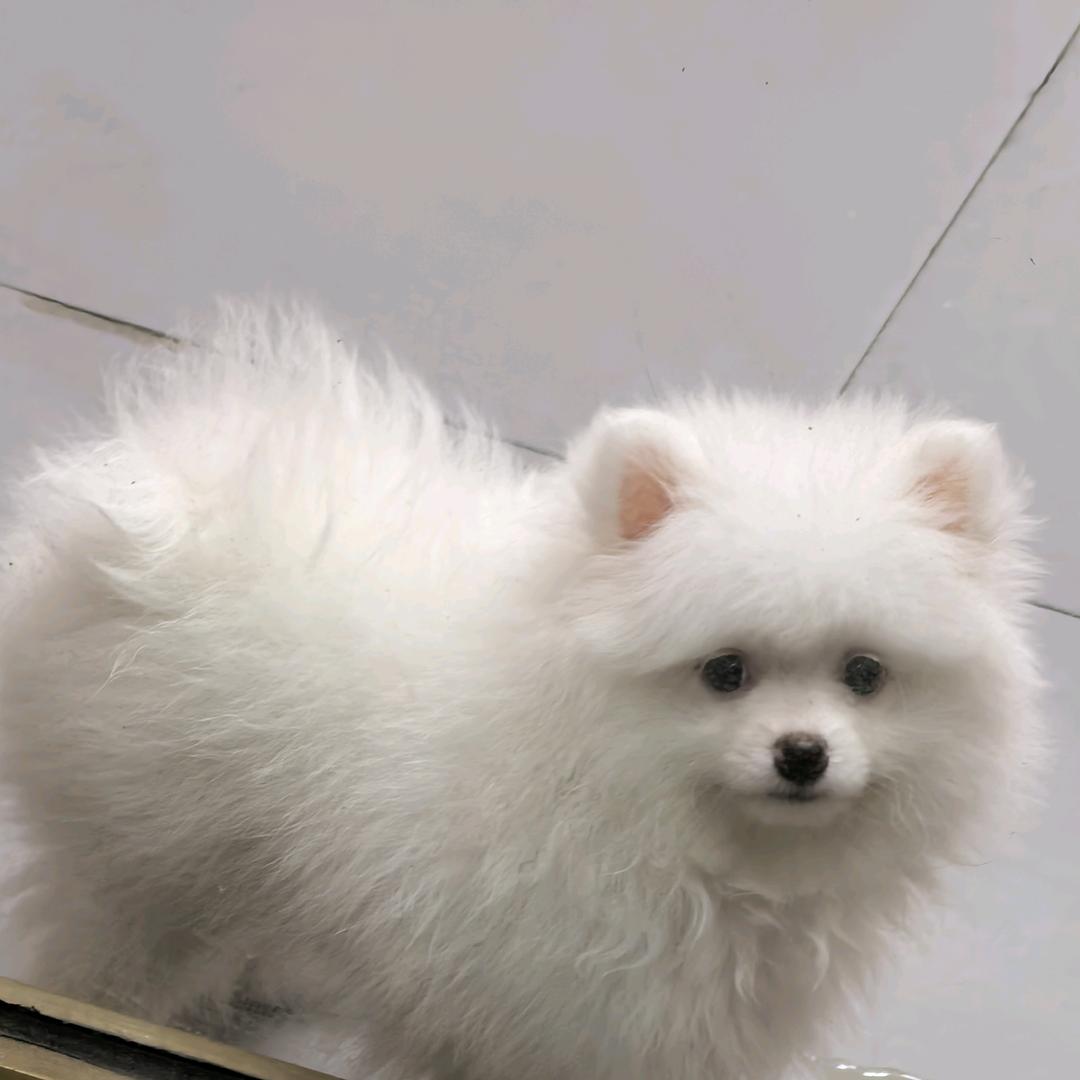 贝贝