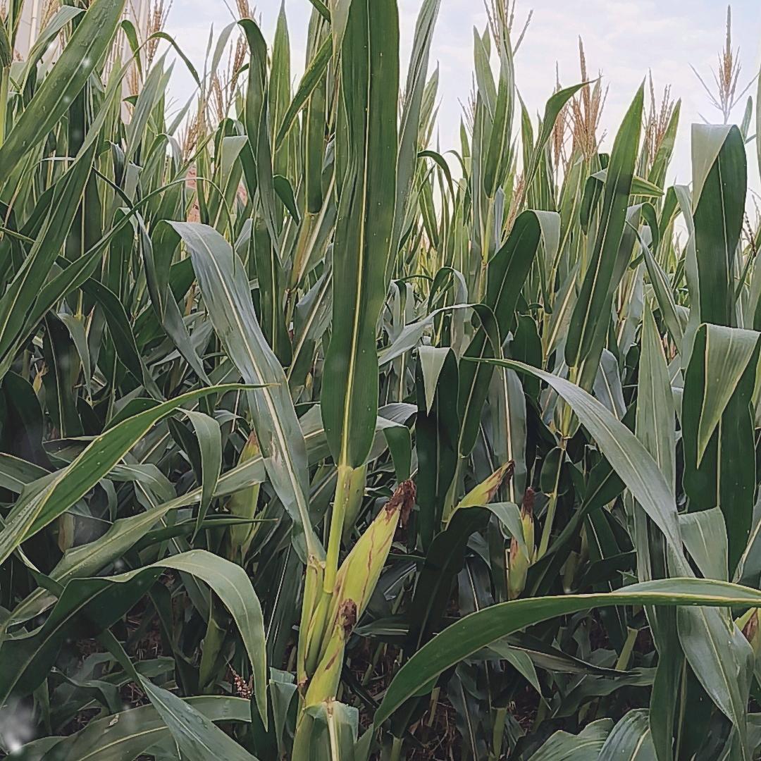 一亩玉米🌽