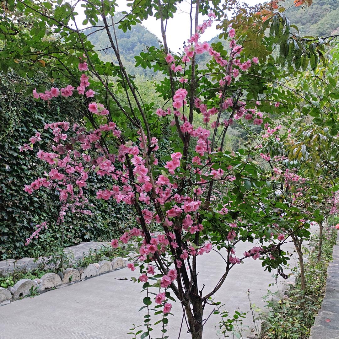 ℒᎭℯ⃝奶茶 7꧔ꦿ分甜