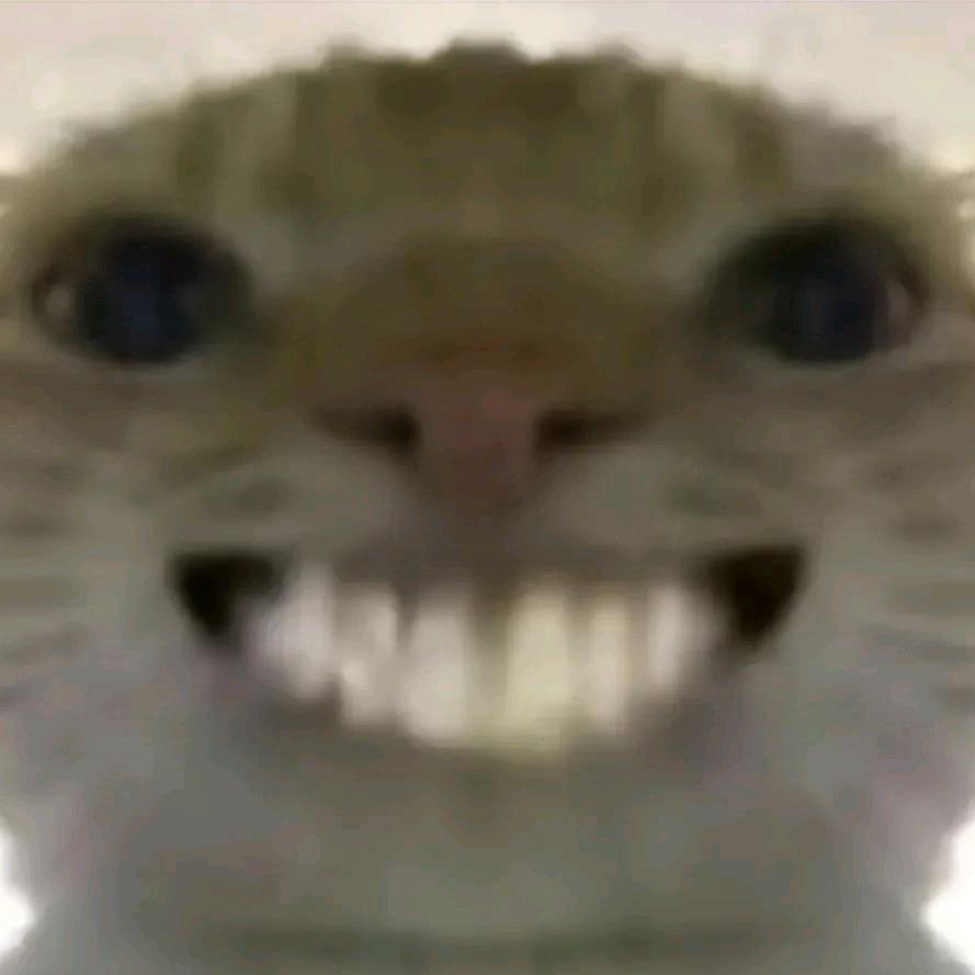 哈吉鼠