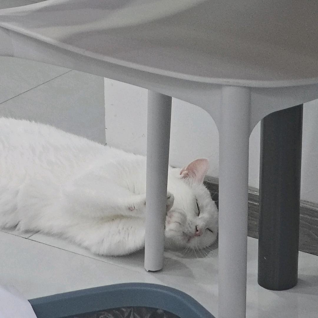 狼叔儿