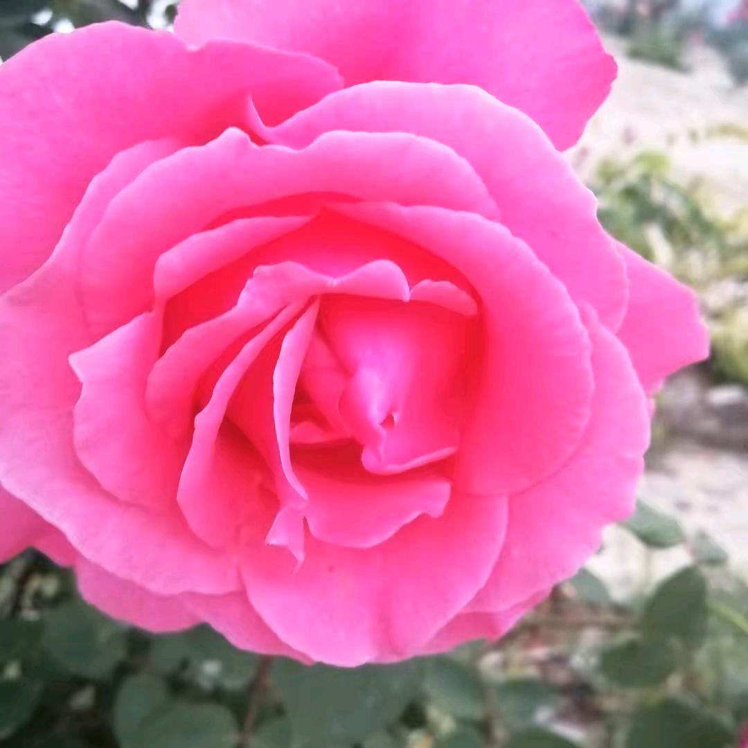 春暖花开巜拒绝私聊》