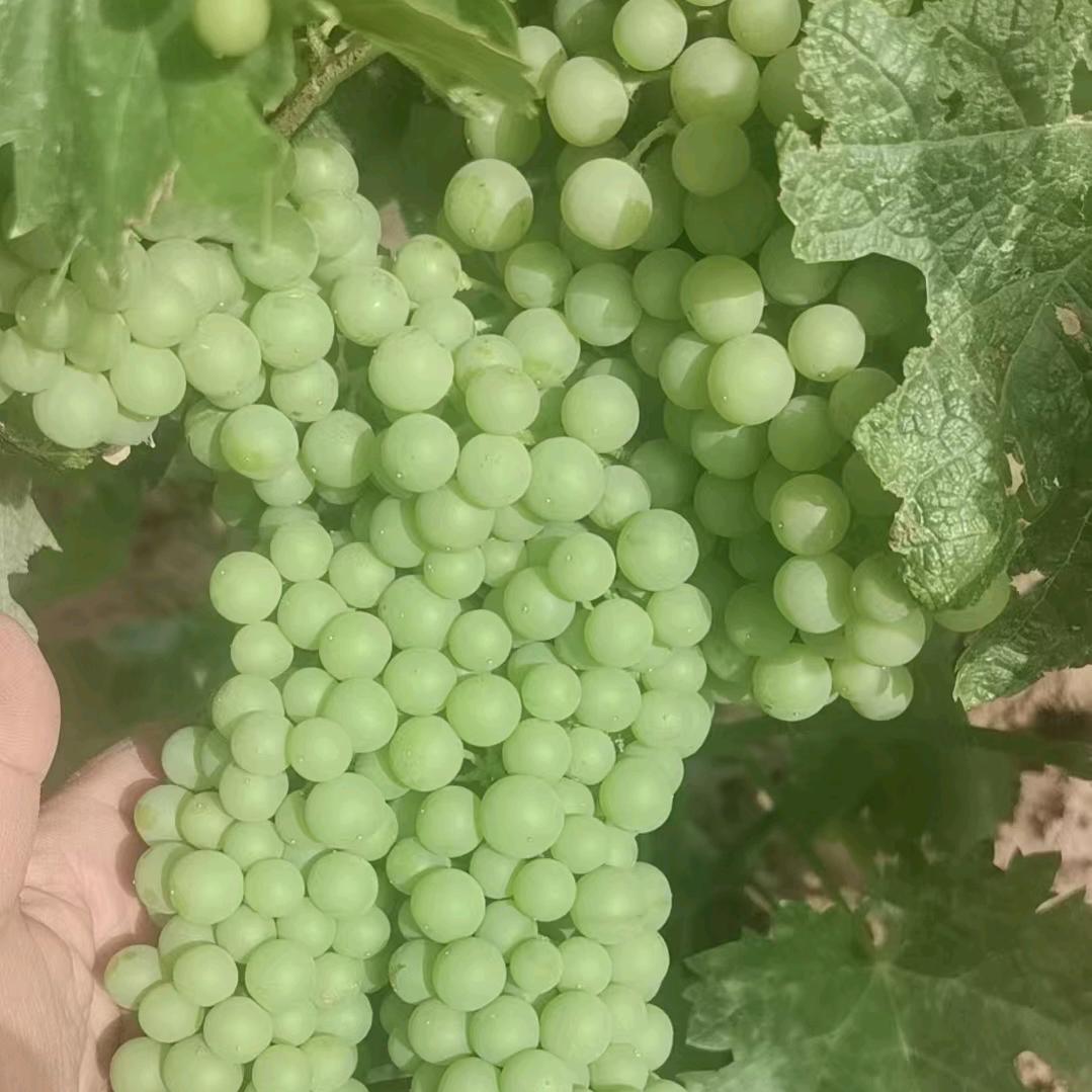 宁夏云罗酒庄臻选