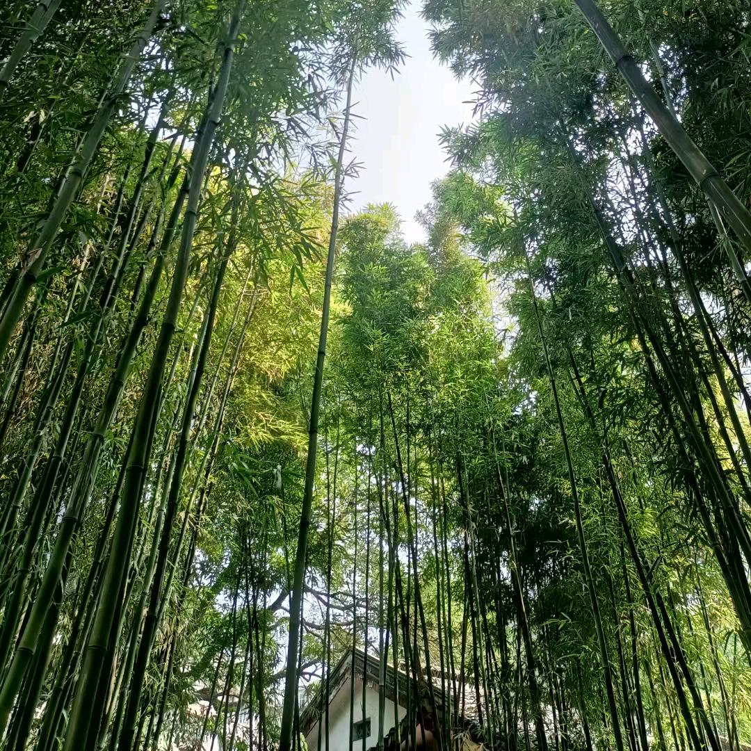 清晰