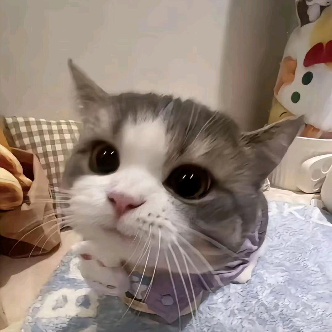 小寒洲