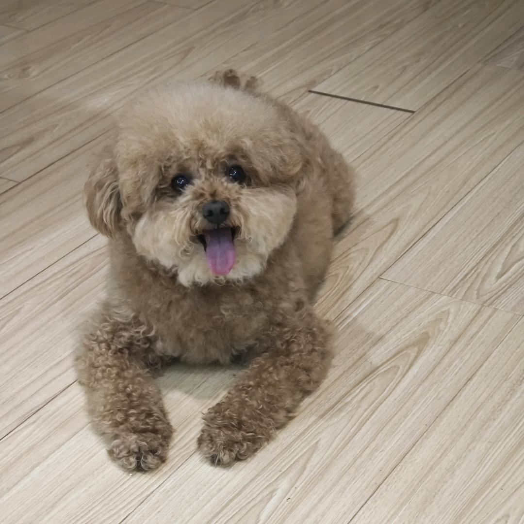 十五是只泰迪熊