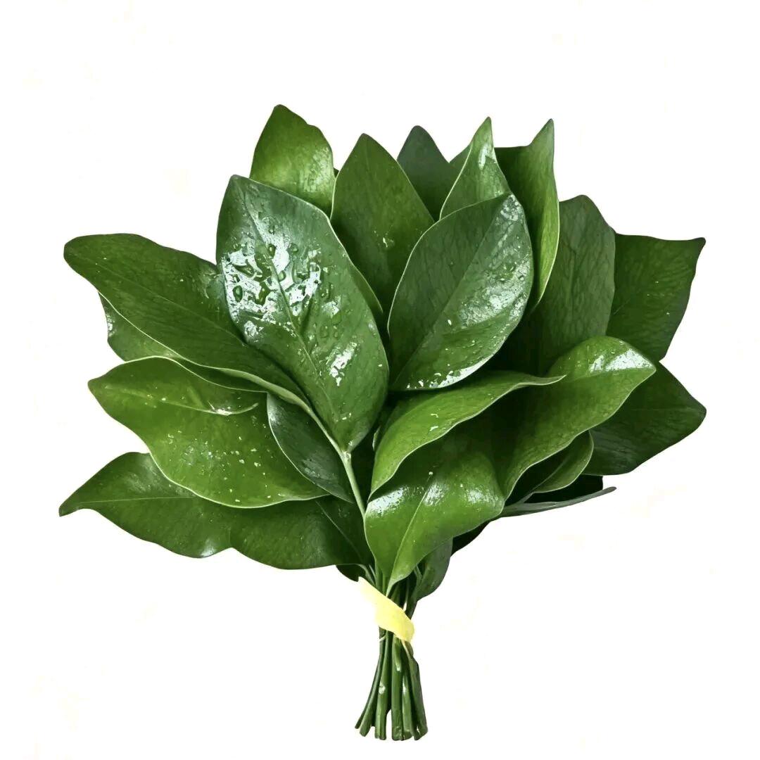 半夜起来遛猫🐱