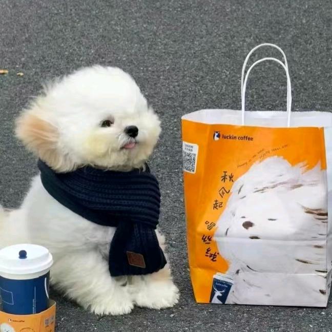 星光