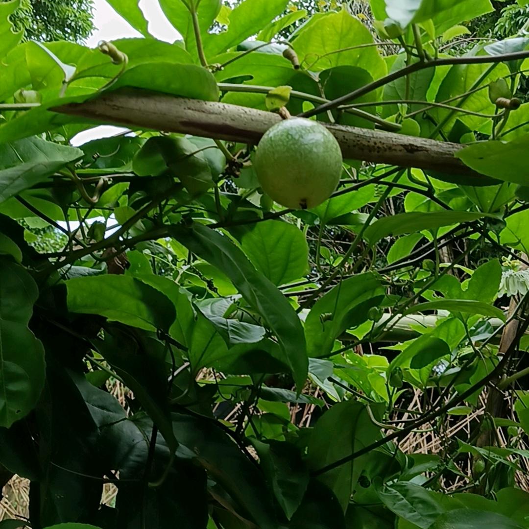 芯芯相连
