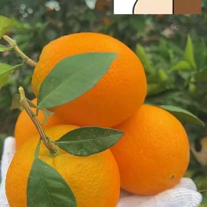 卖橘子的小姐姐