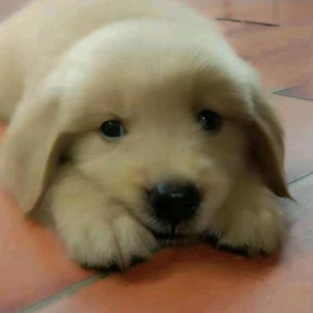 yc梦缘羊绒编织<量身订做>来料加工