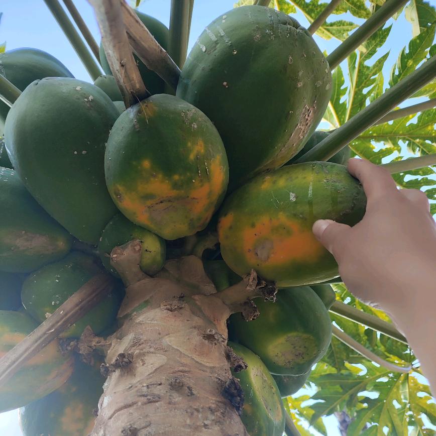 村花【滇云竹语】