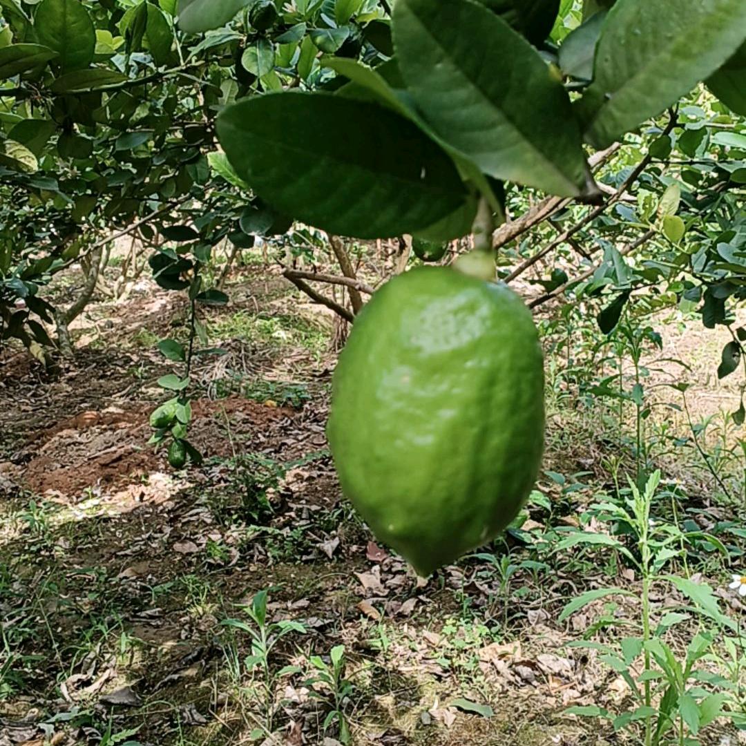 梦林