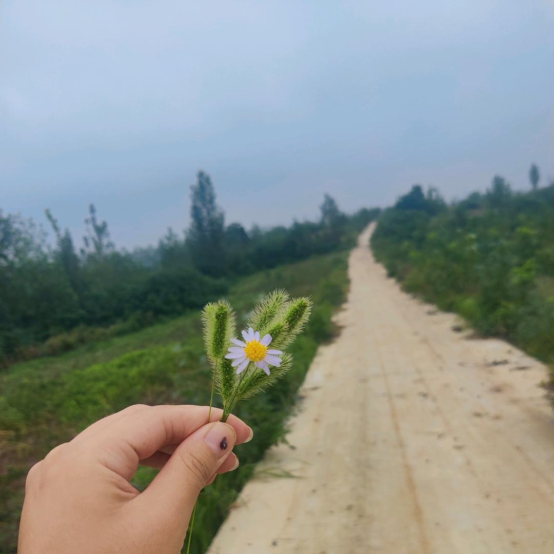 鱼丸