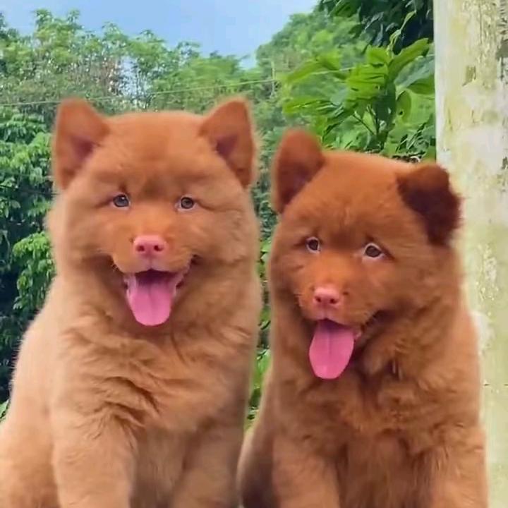 鱼蛋