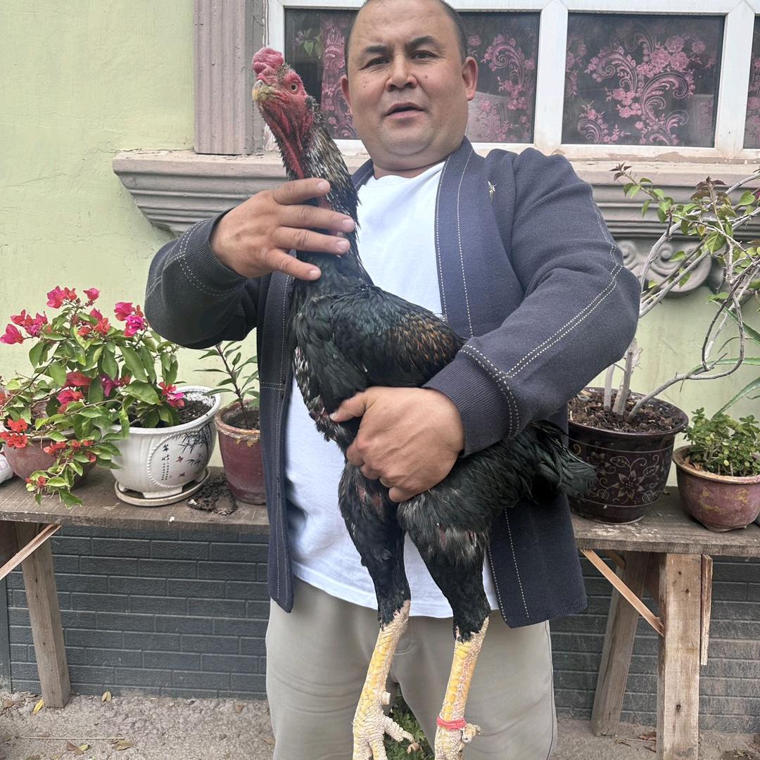 ablat MaxkawL