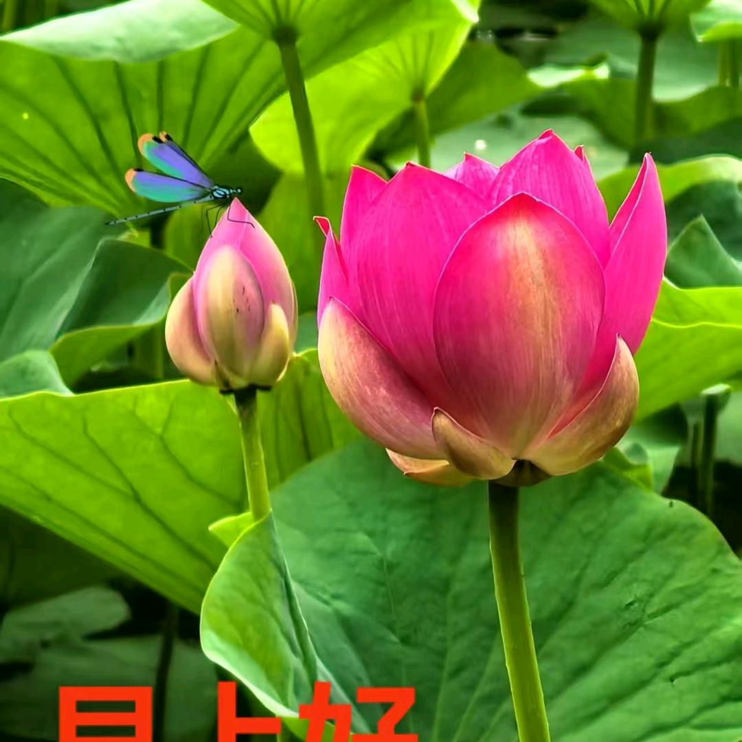 俊微