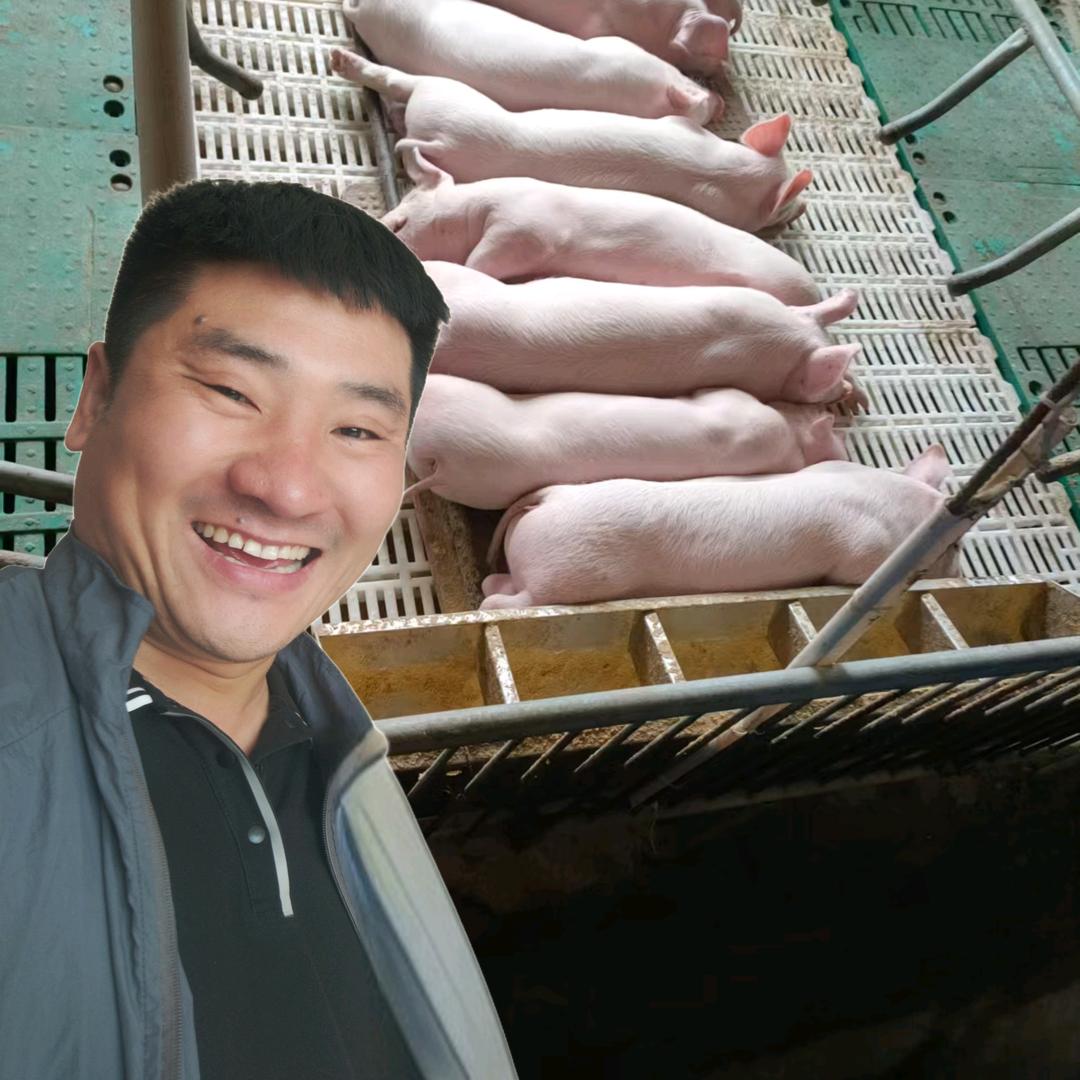 大斌聊猪事