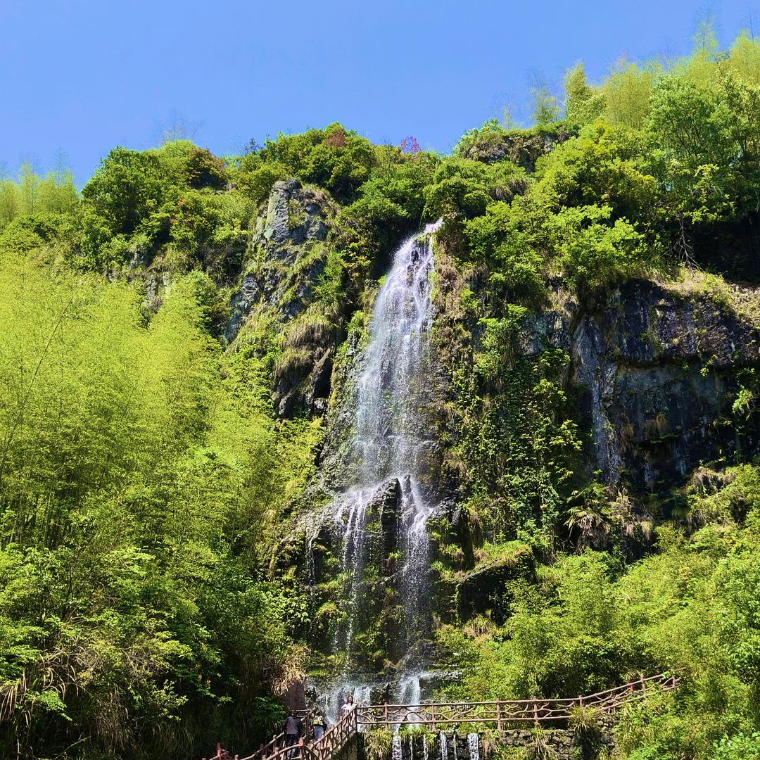 安吉白色茶茶场