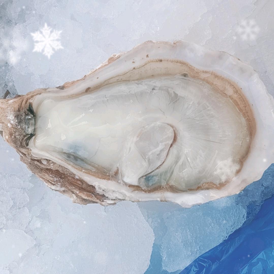蚝门大户