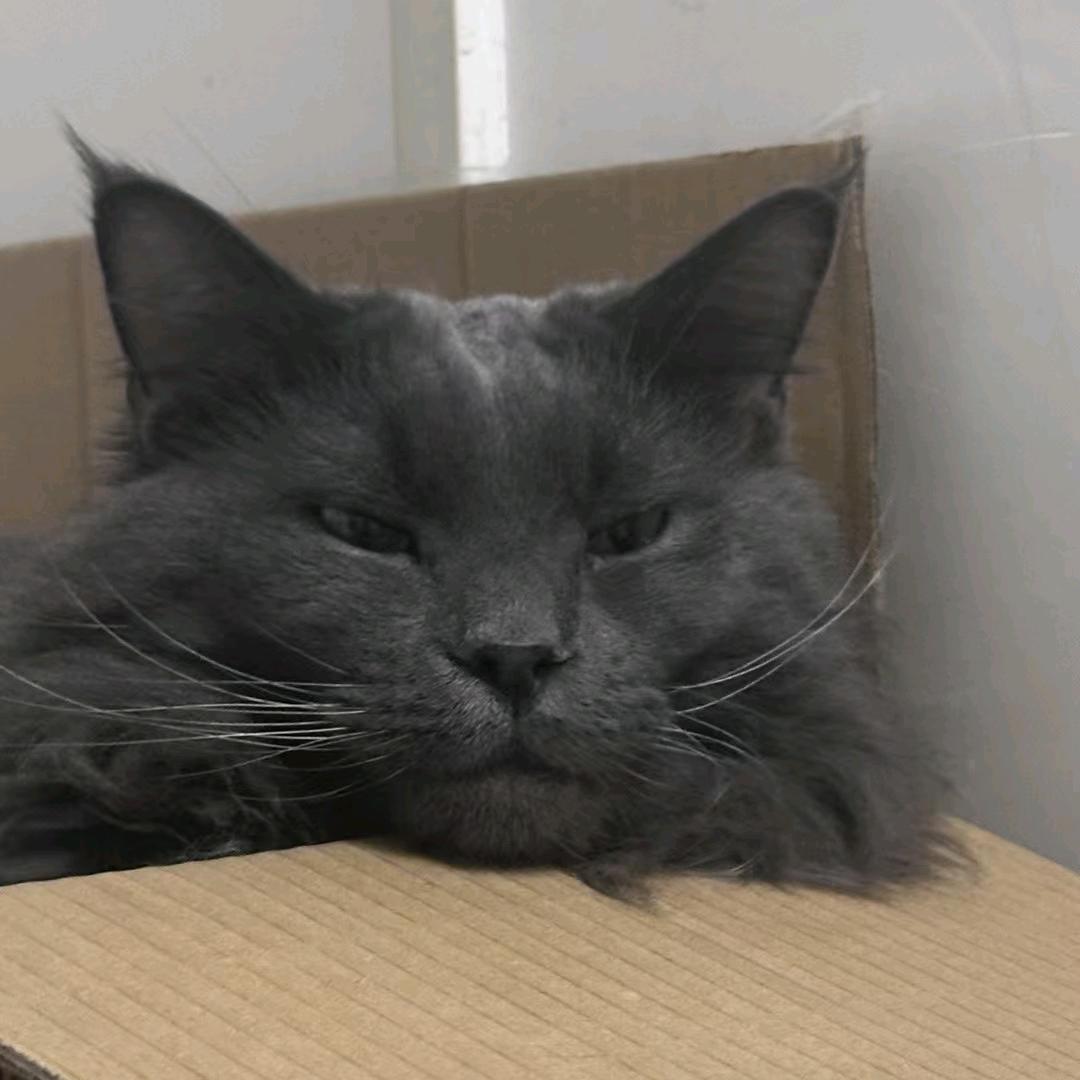 三角洲  马枪王