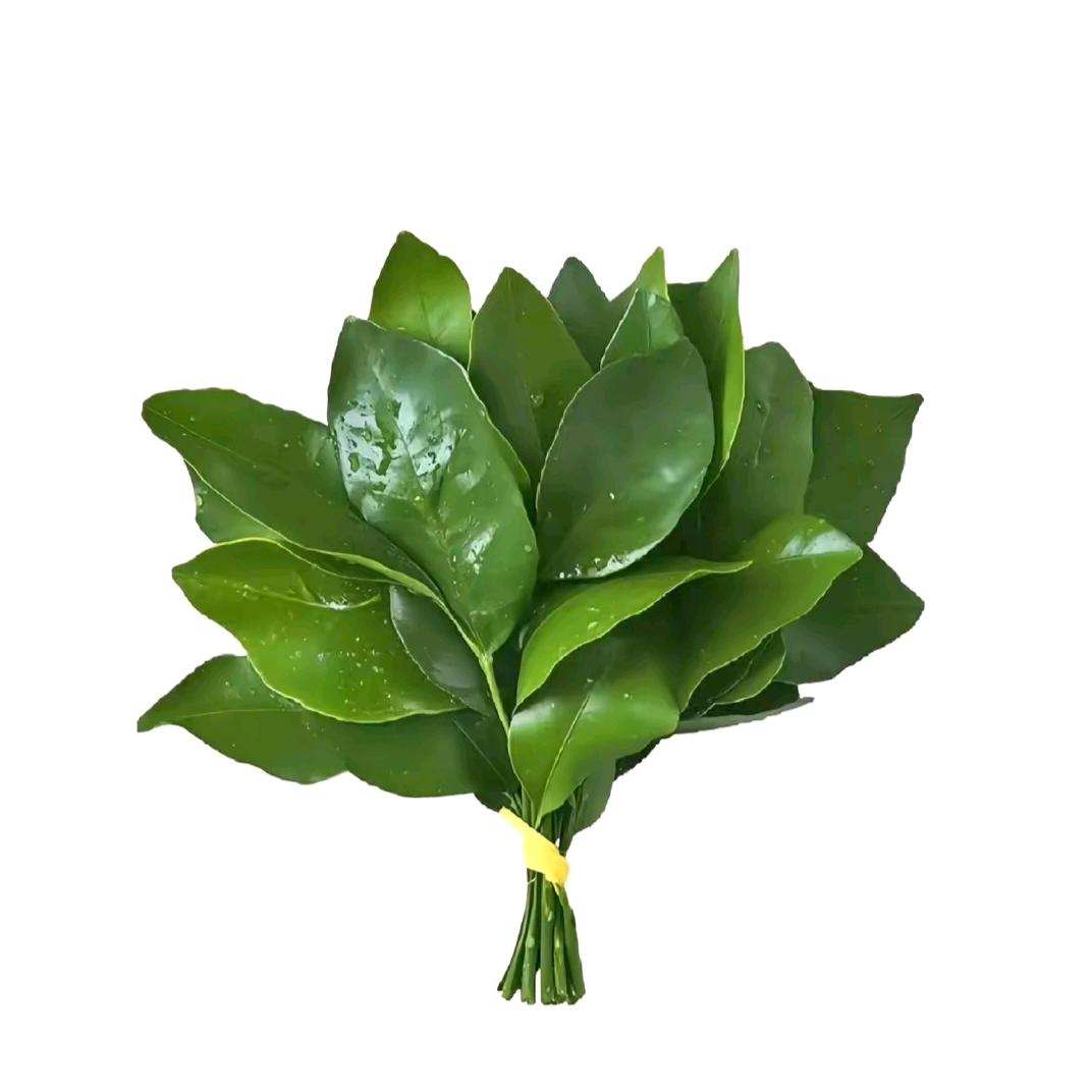 梓林
