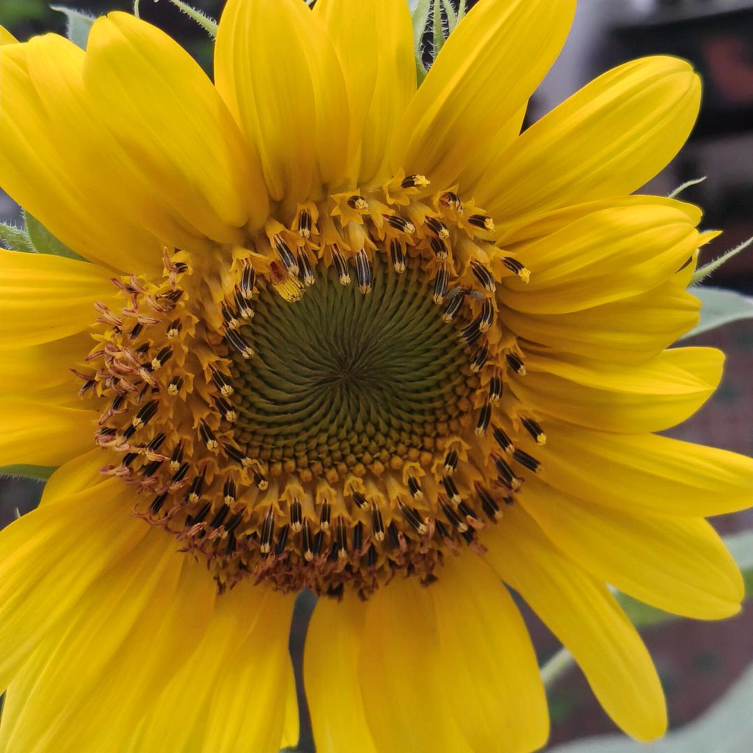 🌻٩(￥A￥)好运꧔自来💖