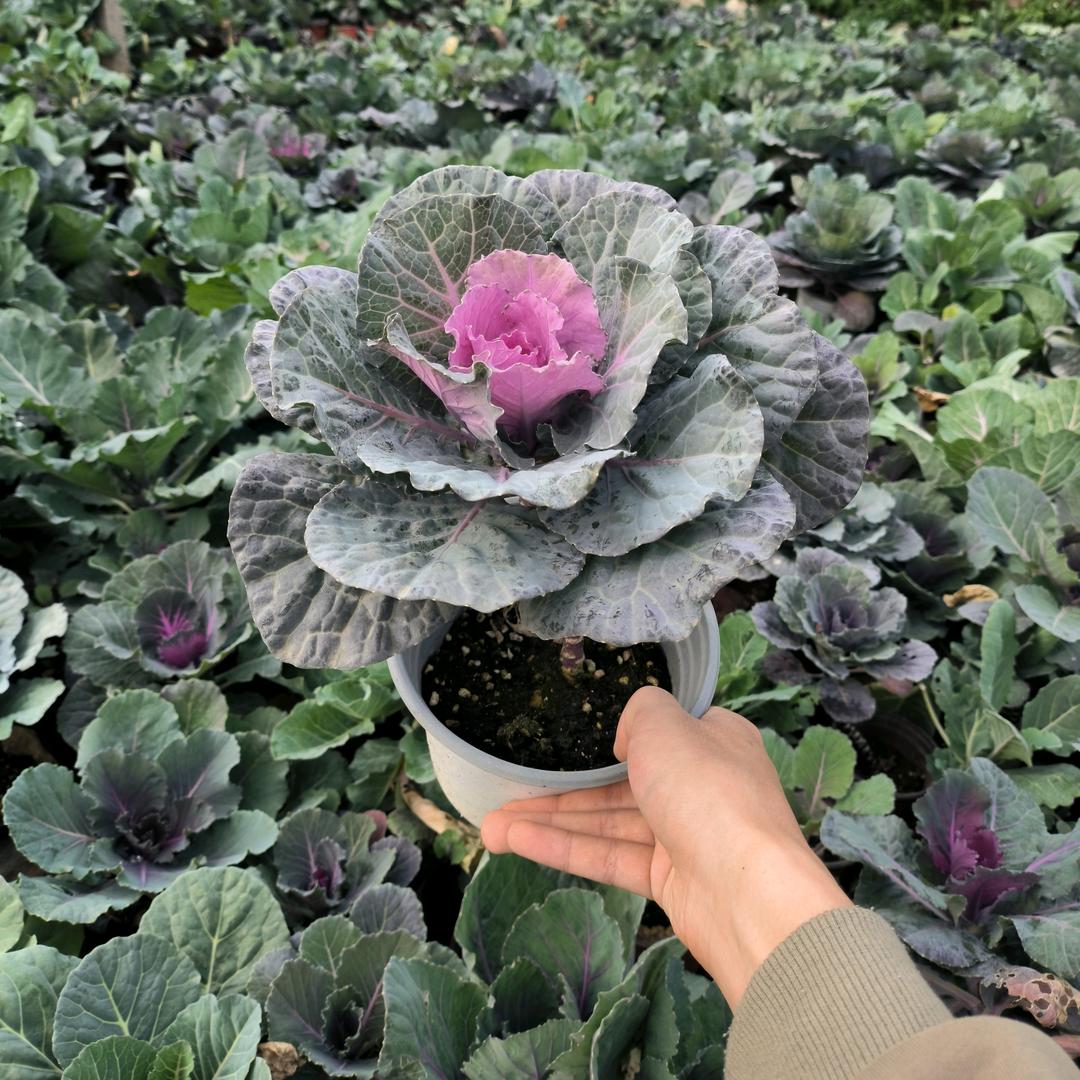 佳苗绿植苗厂批发