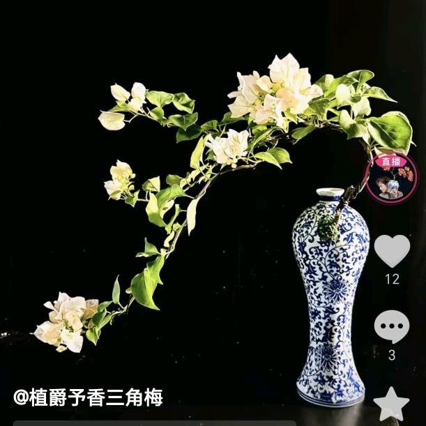 花开在眼前