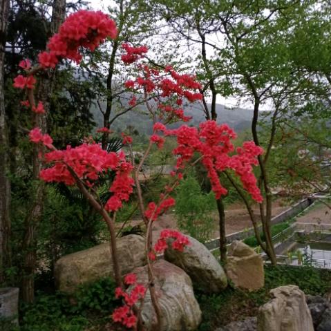 记录农村生活，唱歌钓鱼盆景培育寻找奇石